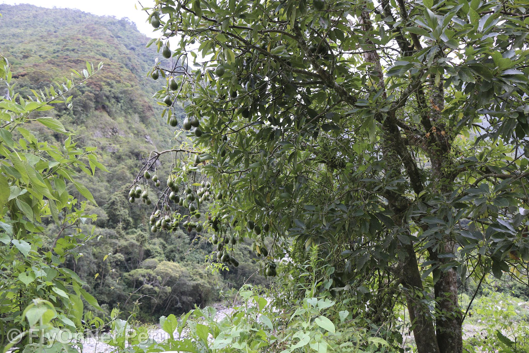 Álbum de fotos: Plantação de Abacateiros