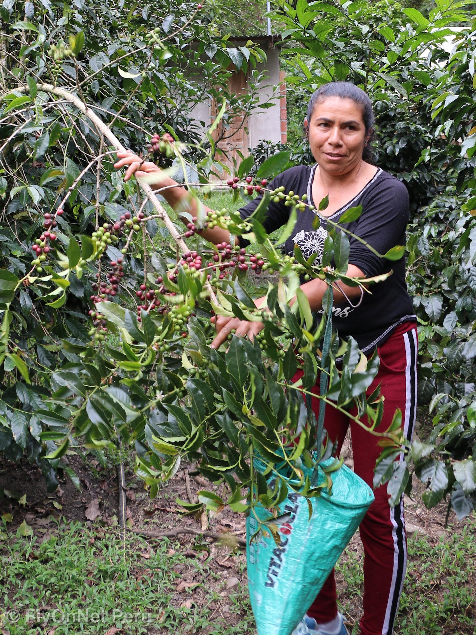 Álbum de fotos: Visita à plantação de café