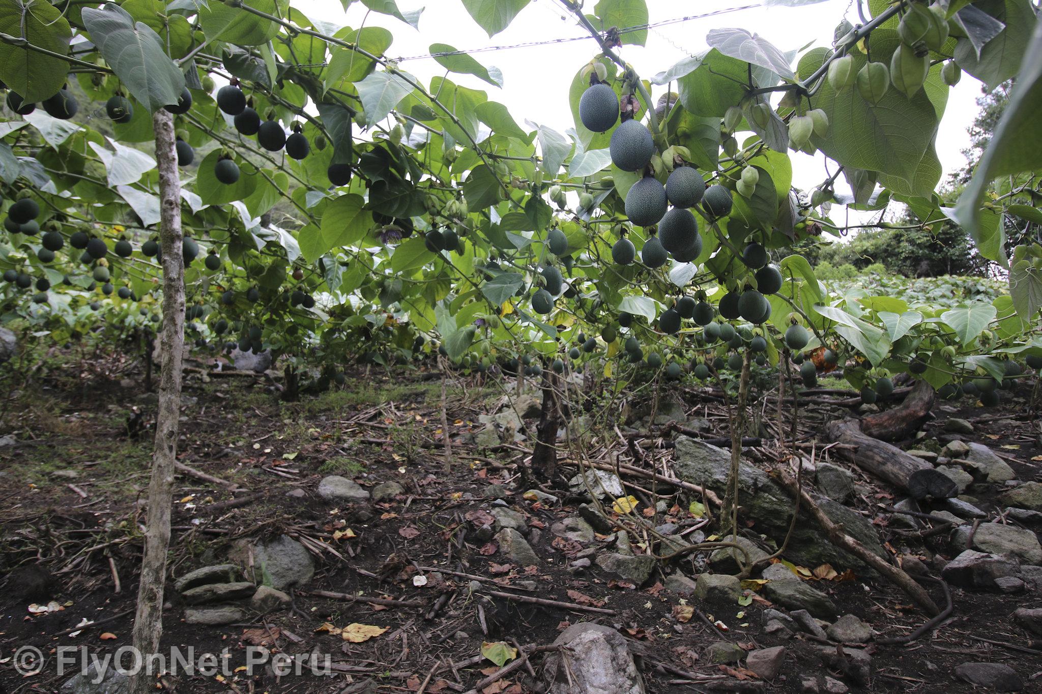 Álbum de fotos: Visita à plantação de café