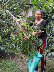 Visita à plantação de café