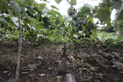 Visita à plantação de café