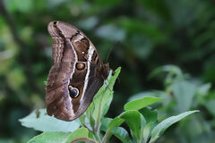 Borboleta no caminho